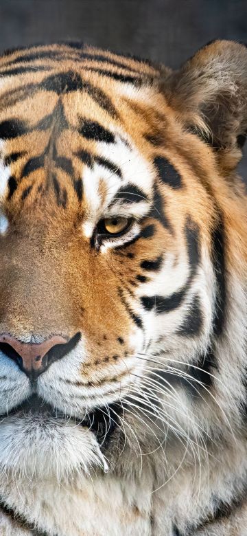 Bengal Tiger, Portrait, Closeup Photography