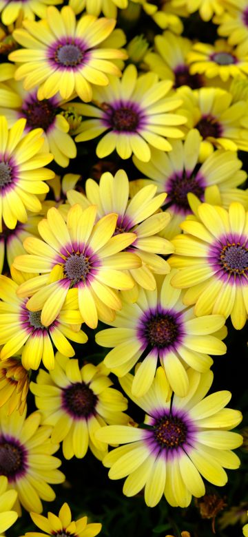 Yellow Daisies, Blossom, Bloom, Spring, Yellow flowers, Closeup Photography, Purple, Floral Background, 5K