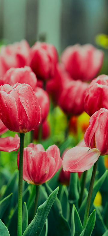 Pink Tulips, Flower garden, Greenery, Wet Flowers, Blossom, Bloom, Floral, 5K, 8K