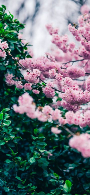 Cherry blossom, Green leaves, Pink flowers, Spring, Beautiful, Greenery, 5K, 8K