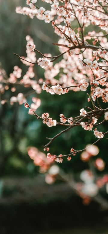 Cherry blossom, Bokeh, Blur background, Selective Focus, Pink flowers, Spring, 5K, 8K