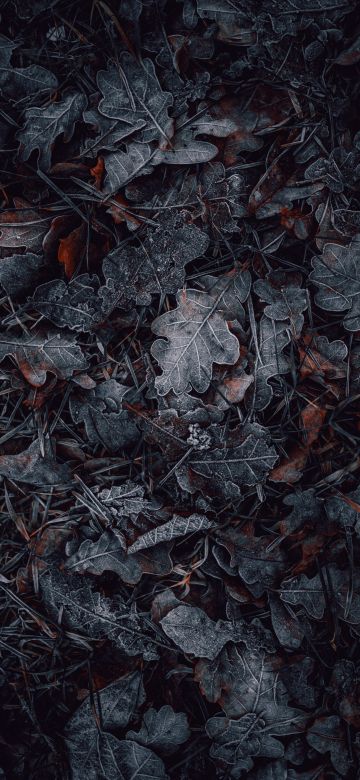 Leaves, Frozen, Dark, Winter, Night, Cold