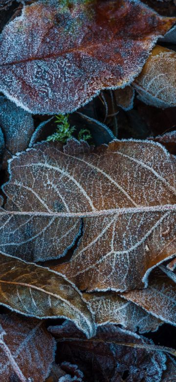 Frozen Leaves, Winter, Dry Leaves, Foliage, Leaf Background