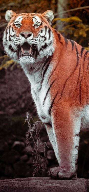 Tiger, Autumn, Big cat, Wildlife, Forest, Predator, Carnivore, Walking, Panoramic, Zoo, 5K