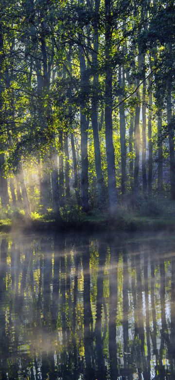 Woodland, Forest, Worcestershire, Early Morning, Pond, Sun light, Fog, Reflection, Scenery, 5K, 8K