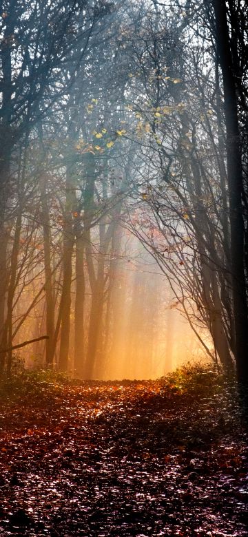 Woodland, Early Morning, Sun light, Forest path, Trees, Woods, Landscape, Fallen Leaves, 5K