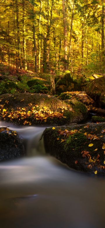 Forest, Water Stream, Autumn, Fall Foliage, Autumn leaves, Bavaria, Germany