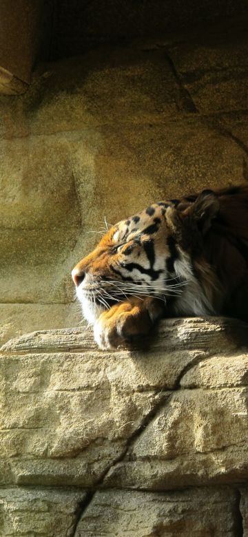 Sleeping Tiger, Rock, Big cat, Carnivore, Predator, Sun light, Zoo