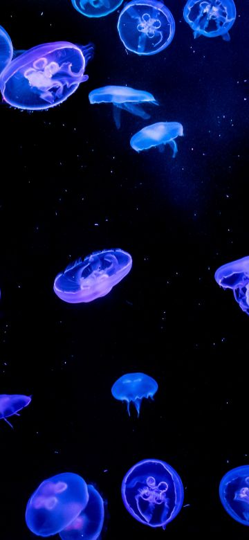 Jellyfishes, Blue, Purple, Black background, Underwater, Glowing, Aquarium, Vibrant, AMOLED, 5K, Bioluminescence