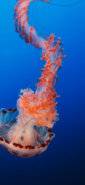 Jellyfish, Orange, Blue background, Underwater, Aquarium, 5K