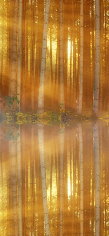 Woodland, 5K, Forest Trees, Sun light, Mist, Body of Water, Reflection, Sunset, Mirror Lake, Scenic