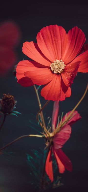 Orange flowers, Summer, Blossom, Bloom, Aesthetic