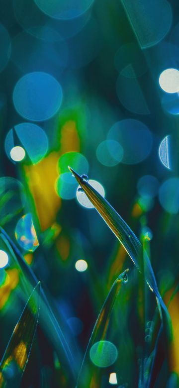 Grass, Aesthetic, Landscape, Bokeh, Dew Drops, Macro