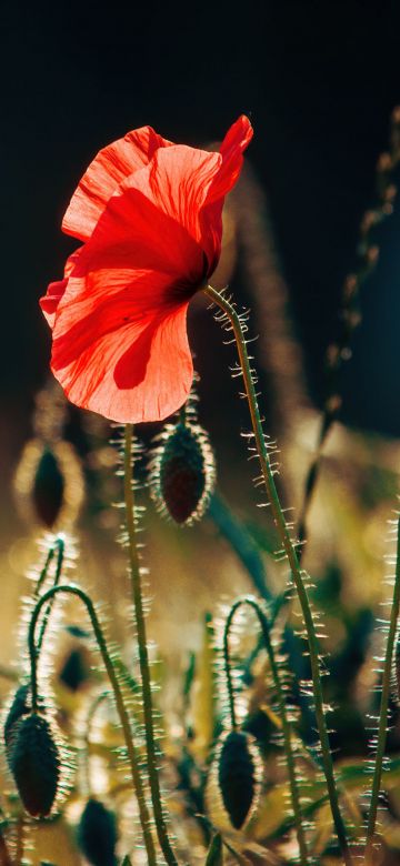 Poppy flower, Bloom, Landscape