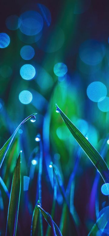 Landscape, Grass, Bokeh, Dew Drops, Macro, Aesthetic