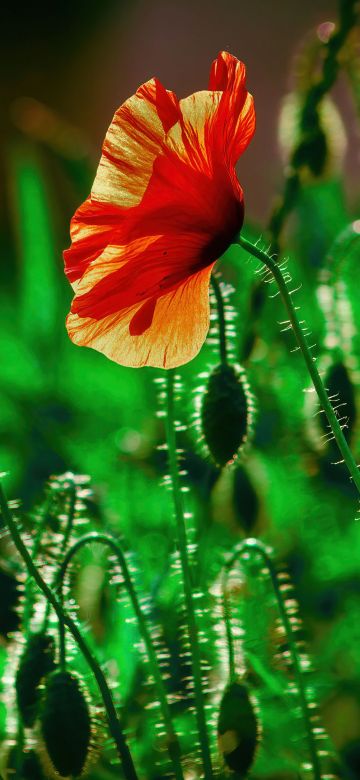 Poppy flower, Landscape, Green, Bloom