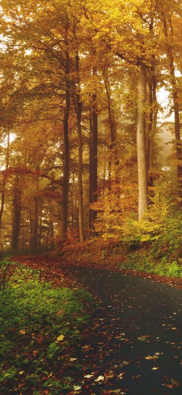 Autumn, Path, Road, Foliage, Trees, Forest, Fall, 5K