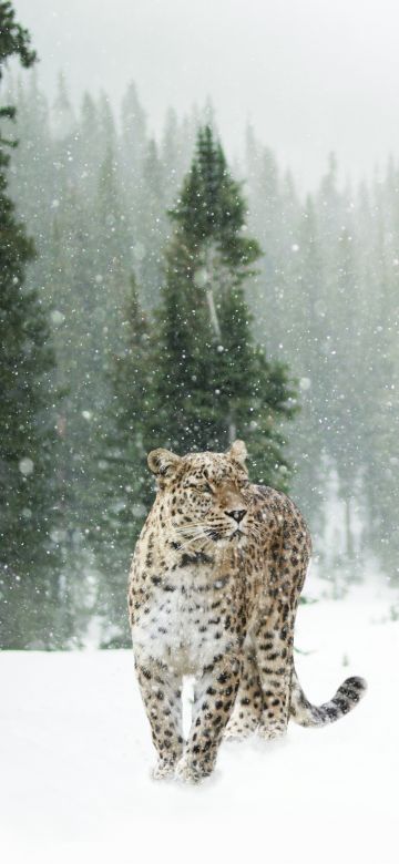 Leopard, Snow, Winter, Forest, Snow leopard, Pine trees, 5K