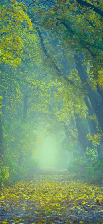 Spring, Forest, Path, Foggy, Foliage, Yellow leaves, Green, 5K