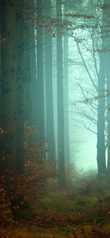 Forest, Mist, Fall, Autumn, Foggy, Morning, Atmosphere, Mist