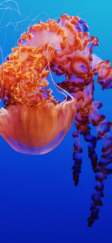 Jellyfish, Monterey Bay Aquarium, Underwater, Monterey, California, 5K