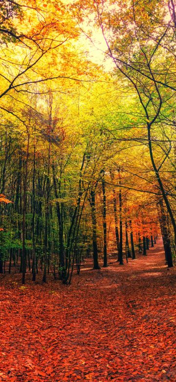 Forest, Fall, Autumn, Sunny day, Foliage, Sunlight, 5K