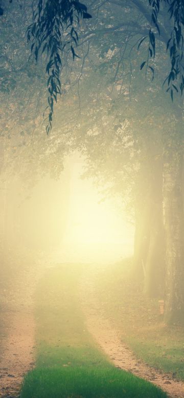 Foggy, Path, Forest, Morning, Light, Fall, Mist, 5K