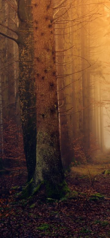 Autumn, Fall Foliage, Forest, Mist, Foggy, Dark, 5K