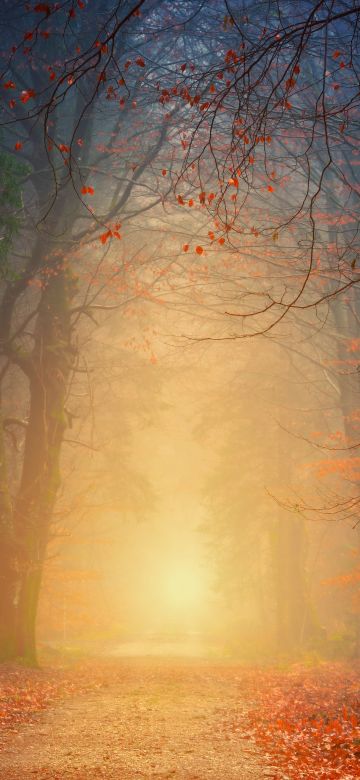 Foggy, Autumn, Forest, Dawn, Pathway, Road, Fall Foliage, 5K