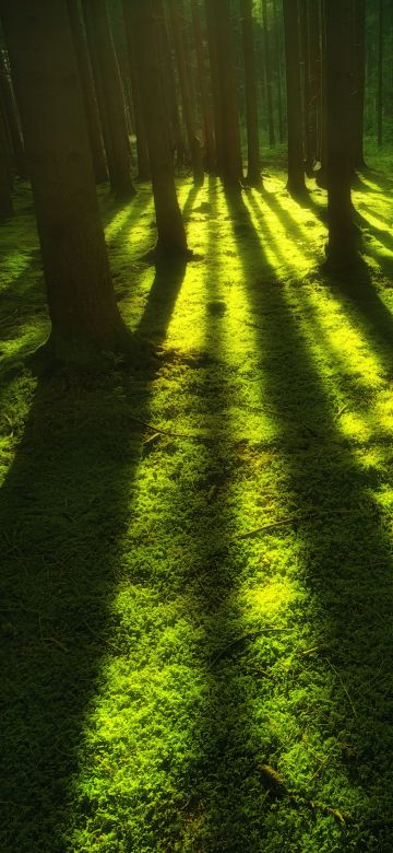 Green, Forest, Trees, Shadow, Daylight