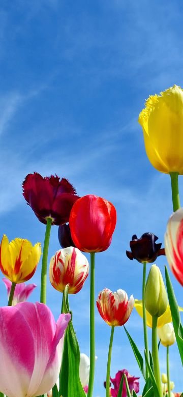 Tulips, Colorful flowers, Blue Sky, Spring, 5K