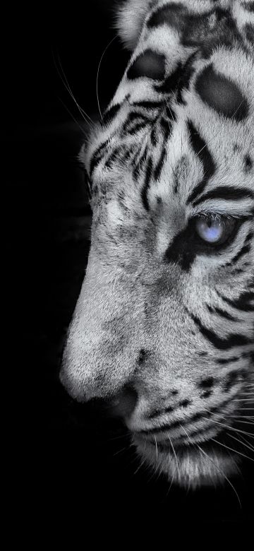 White tiger, Black background, 5K