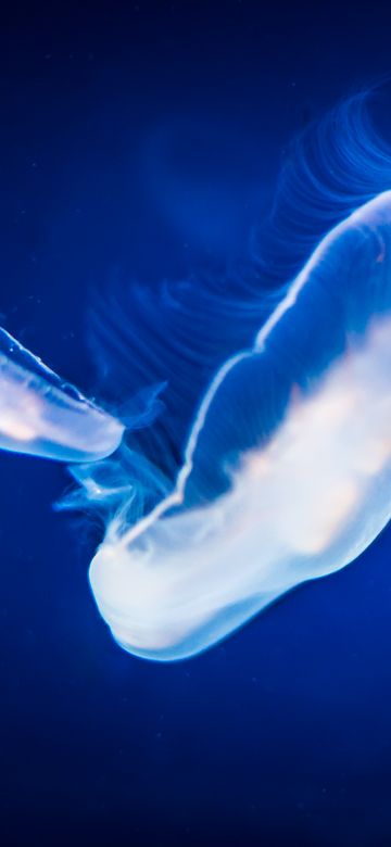 Jellyfishes, Underwater, Blue, Under the Sea, 5K, Bioluminescence