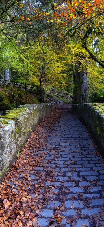 Old Bridge Over River Braan, Hermitage, Dunkeld, Scotland, Autumn trees, Fallen Leaves, Scenery, Pathway, 5K