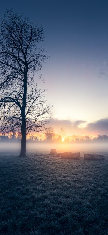 Sunrise, Trees, Silhouette, Early Morning, Morden Hall Park, London, England, Mist, Foggy, Winter, Landscape, Meadow, 5K, 8K