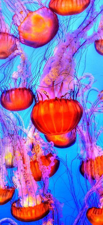 Orange Jelly Fishes, Blue background, Underwater, Marine life, Sea Life, Monterey Bay Aquarium