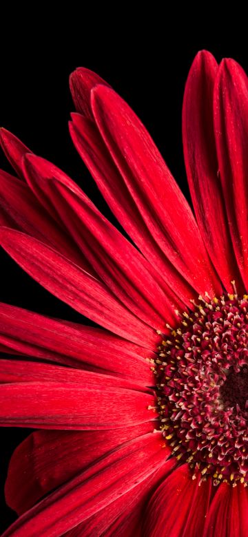 Gerbera Daisy, Red flowers, Black background, AMOLED, Closeup, Macro