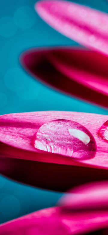 Water droplets, Gerbera flower, Petals, Closeup, Macro, Pink flower, Bokeh, Selective Focus, 5K