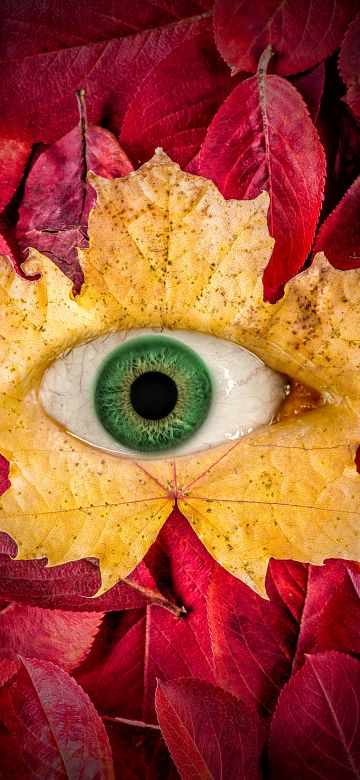 Autumn leaves, Eye, Surreal, Maple leaves, Macro, Leaf Background, 5K