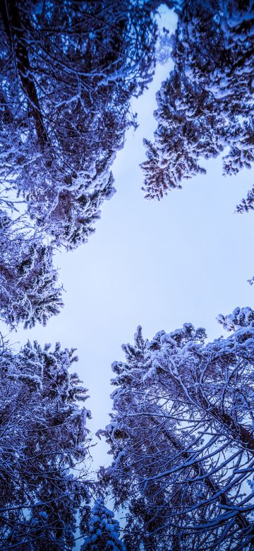 Snowy Trees, Forest, Winter, Looking up at Sky, Upward, Seasons, 5K