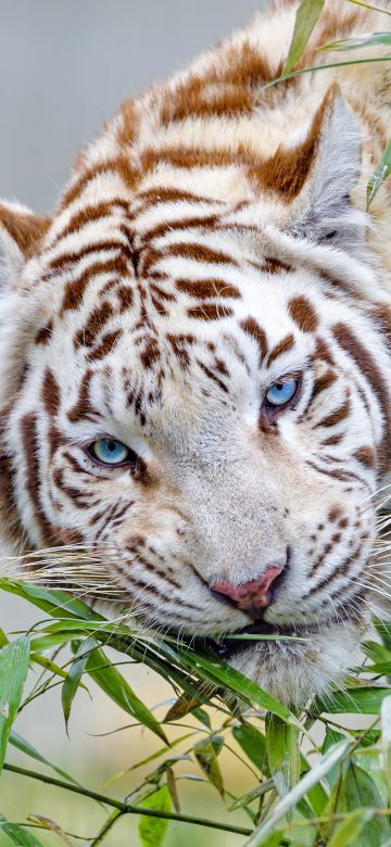 White tiger, Bamboo Leaves, Zoo, Wild animal, Big cat, Carnivore, Predator, 5K