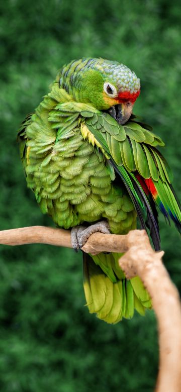 Parrot, Green background, Bokeh, Tree Branch, Selective Focus, Portrait, Bird, 5K