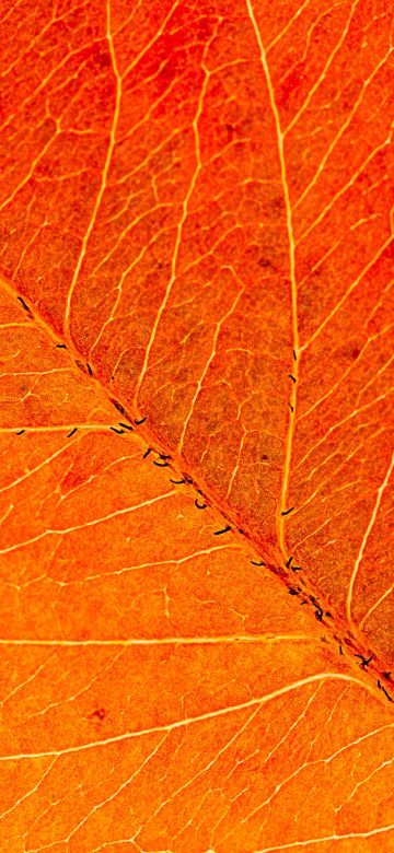 Orange Leaf, Macro, Closeup, Pattern, Texture