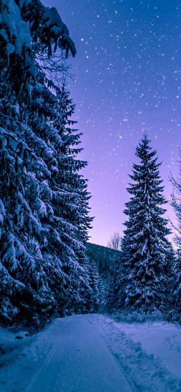 Snowy Trees, Winter, Forest, Frozen, Snow covered, Night sky, Pine trees, Seasons