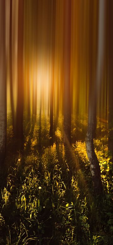 Forest Trees, Sunlight, Sunrise, Woods, Shadow, Blurred, Long exposure, 5K