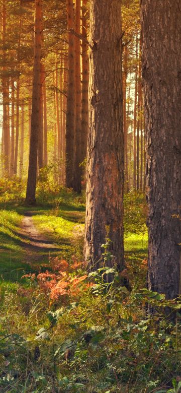 Tree Trunks, Woods, Forest path, Trails, Sun rays, Scenery, Glade