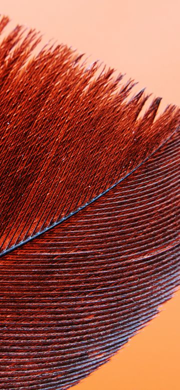 Red Feather, Bird, Macro, Pattern, Closeup, 5K