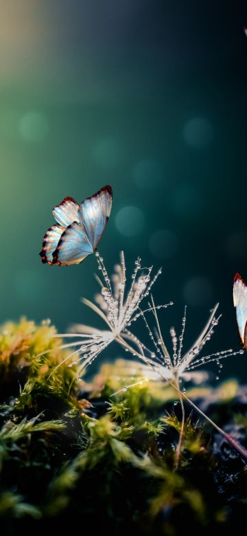 White Butterflies, Mystical Forest, Moss, Blur background, Selective Focus, 5K