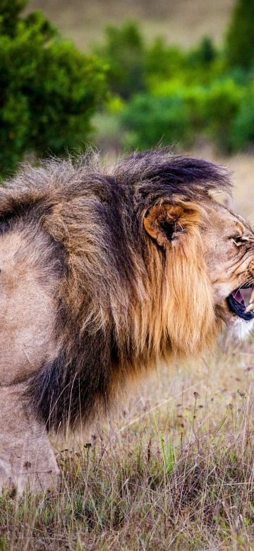 Lion, Roaring, National Park, Wild animals, 5K