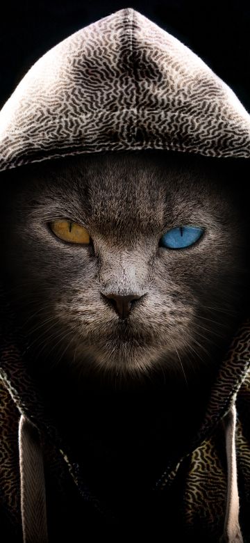 Scary Cat, Hoodie, Animal Portrait, Black background, Pet